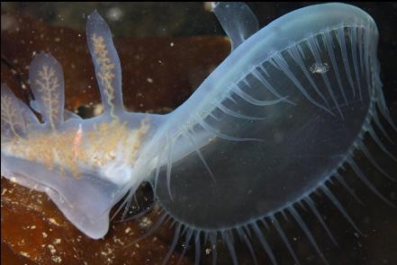 hooded nudibranch