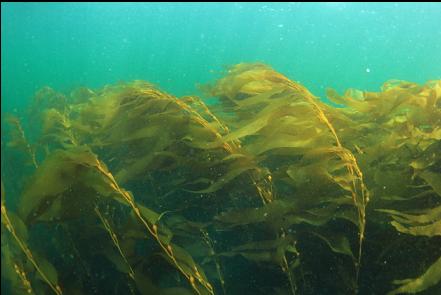 giant kelp