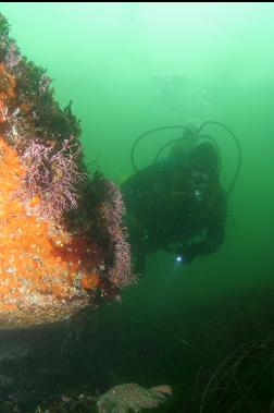 BEHIND BOULDER IN SHALLOWS