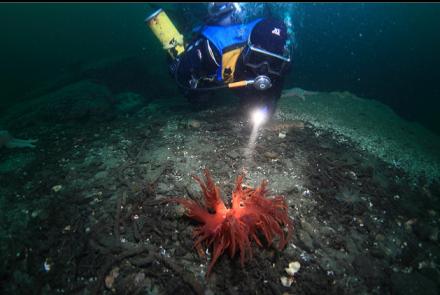 nudibranch