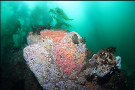 strawberry anemones