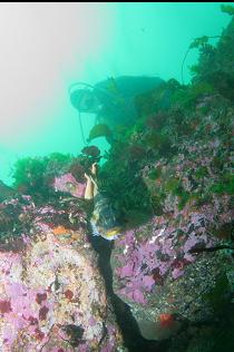 COPPER ROCKFISH