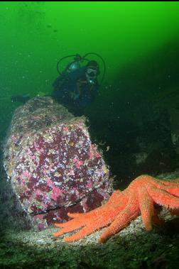 SUNFLOWER STAR UNDER THERMOCLINE