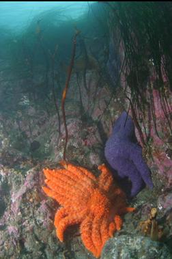 seastars in shallows