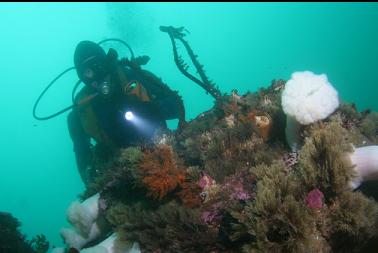 hydroids on boulder