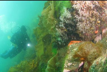 lightbulb tunicates in shallows