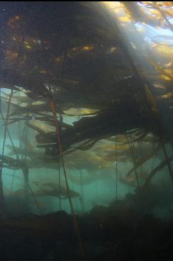 kelp forest