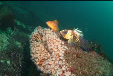 quillback rockfish, kelp greenling and zoanthids
