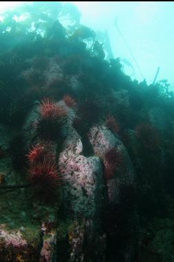 urchins in shallows