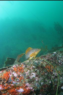 kelp greenling