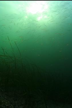 school of tube snouts over eel grass