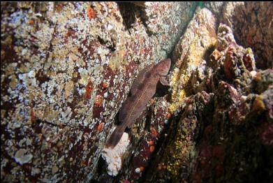 lingcod guarding eggs