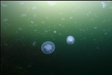 moon jellies