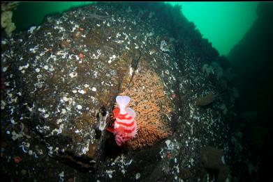 tiger rockfish and zoanthids on wall