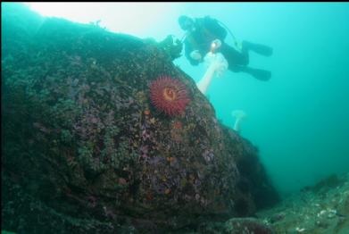 fish-eating anemone at base of reef