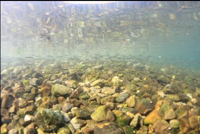 small school of herring in distance near beach