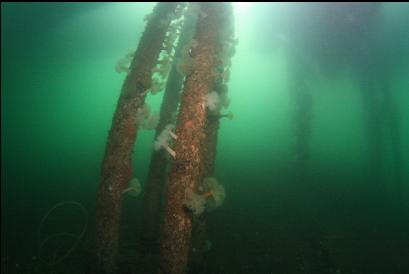 back under dock