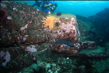 lingcod and a sunflower star