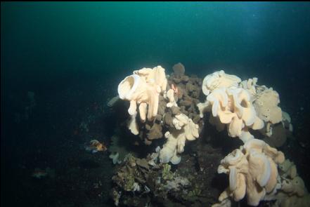 rockfish and crabs on the sponges