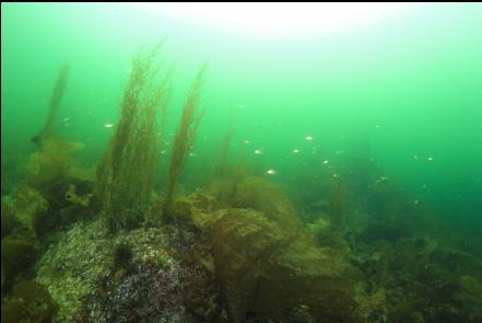 perch in the murky surface layer