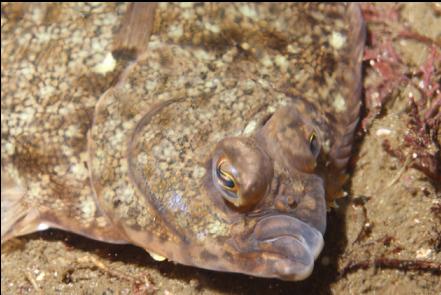 flounder?