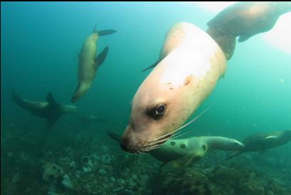 sceptical sealion