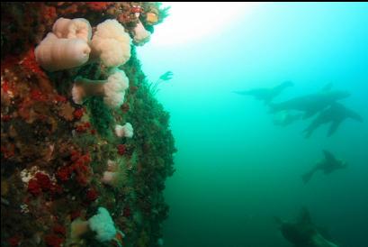 sealions at top of wall