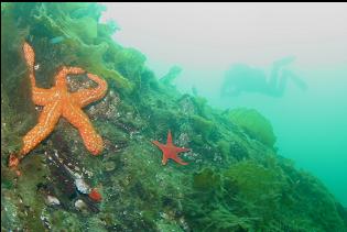 SEASTARS