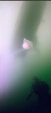 JELLYFISH UNDER BOAT