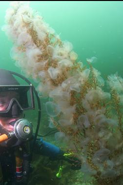 hooded nudibranchs