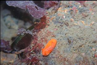 NUDIBRANCH