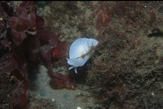 NUDIBRANCHS