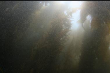 kelp in shallows