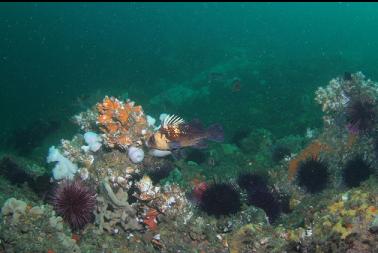 quillback rockfish