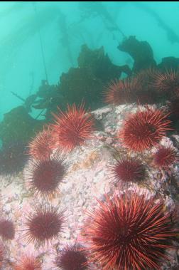 urchins at top of 2nd wall