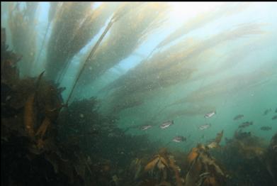 black rockfish under kelp in the current