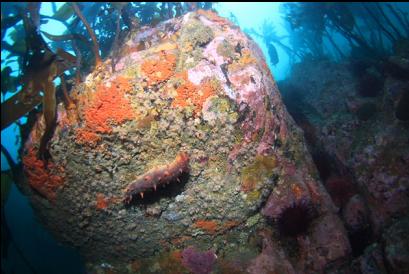 looking up under overhanging boulder