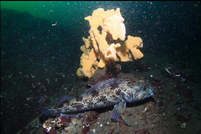 lingcod and cloud sponge