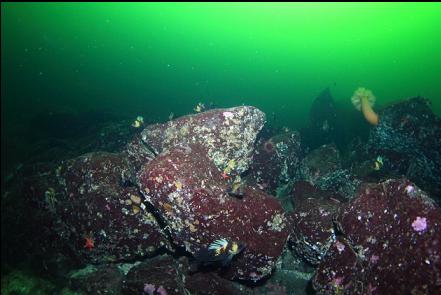 rockfish around boulders