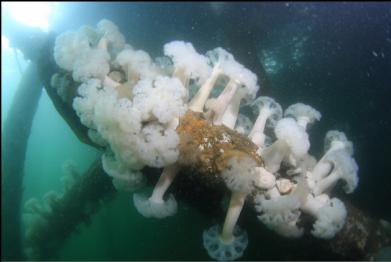 plumose anemones