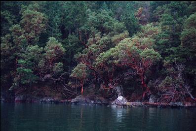 ARBUTUS TREES