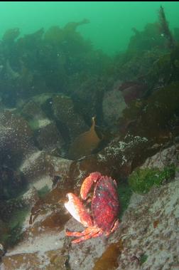 RED ROCK CRAB