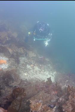SHALLOWS AGAIN