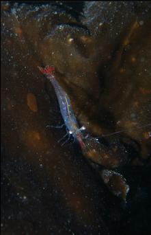 SHRIMP ON KELP