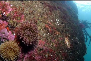 anemones