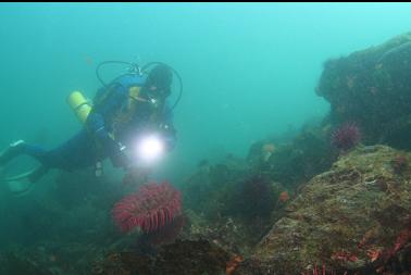 fish-eating anemone