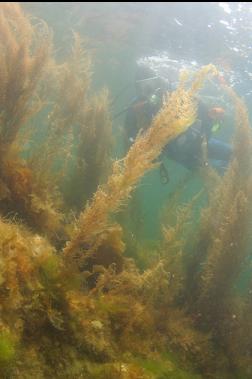 seaweed near surface