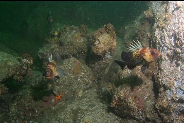quillback rockfish on first dive