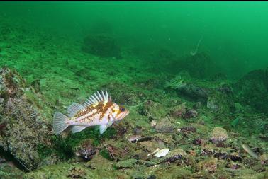 copper rockfish