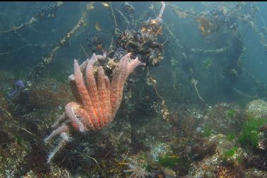 sunflower star eating mussels on branch